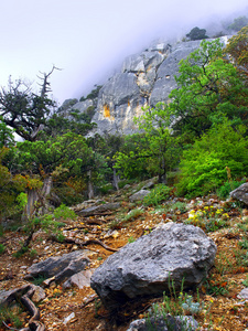 小木头和山