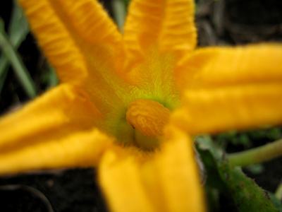 黄色的南瓜开花