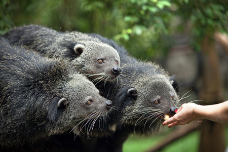 三个 binturongs