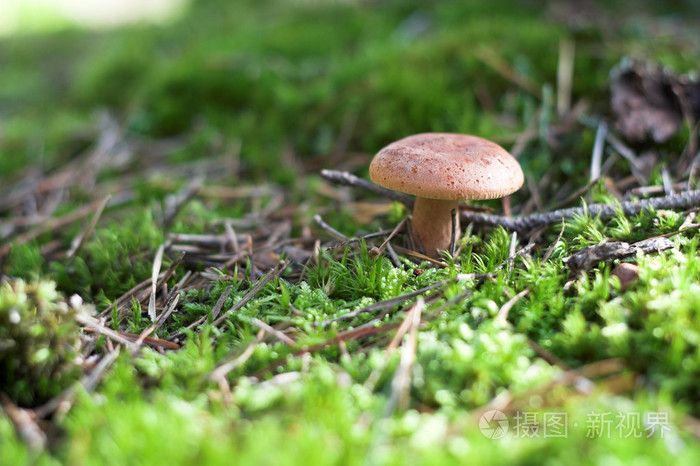 在森林里的蘑菇的特写