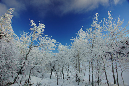 雪域树木