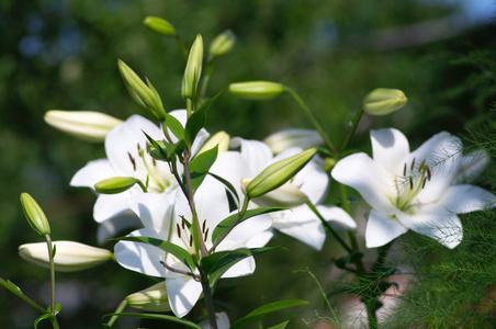 白色花园花