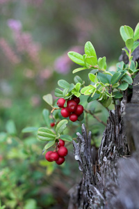 在森林里的小红莓的特写