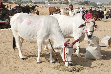 气喘吁吁地在骆驼公平 普什卡 印度粉红色角两个圣洁奶牛