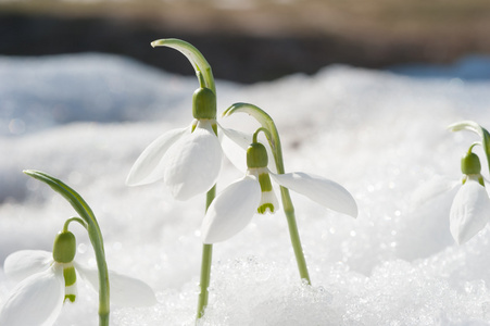 春季雪花莲