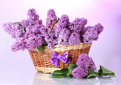 美丽的淡紫色花朵紫色背景上篮中