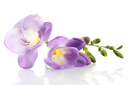 紫色小苍兰花，白色上孤立