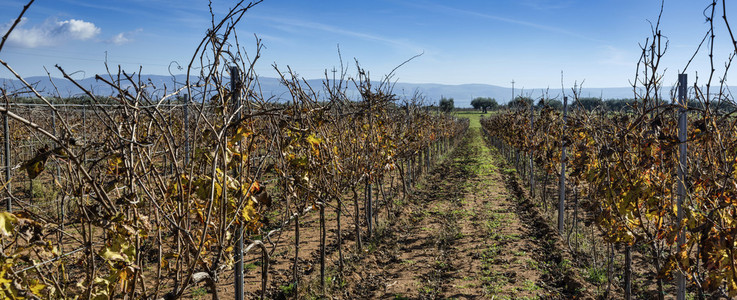 意大利，西西里岛，古沙省，农村地区，冬季 wineyard