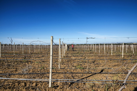 意大利，西西里岛，古沙省，农村地区，冬季 wineyard