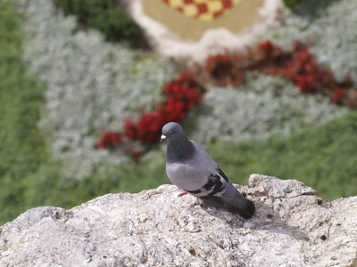 鸽子(鸽子)坐在岩石上(俯视).照片