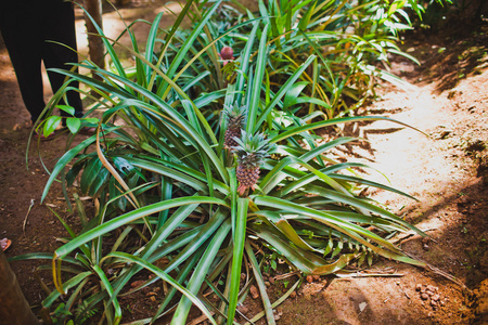 种植菠萝