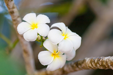 素馨花