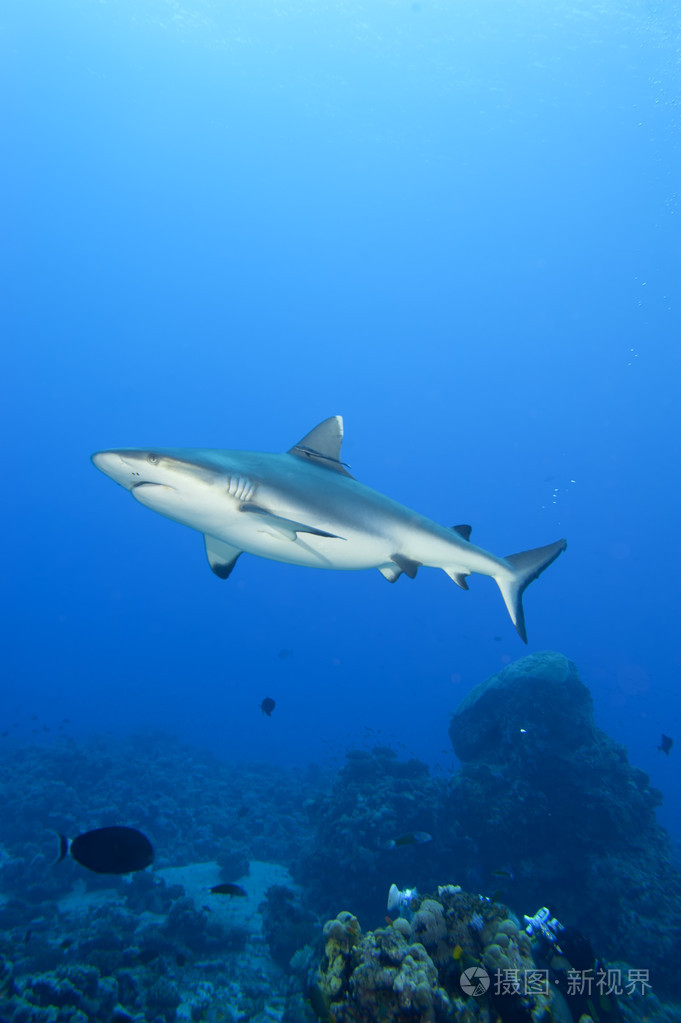 灰色鲨鱼咬住水下攻击关闭了肖像