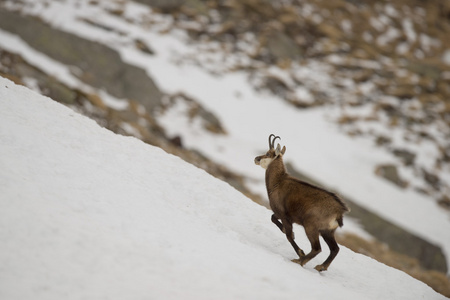 孤立的仿鹿皮鹿在雪背景