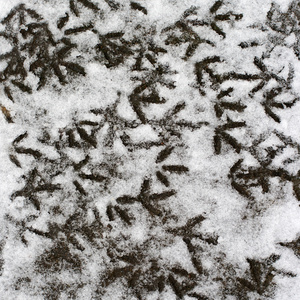 在雪中的多个鸟脚步骤图片