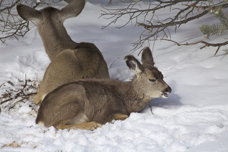 在雪中层状骡鹿