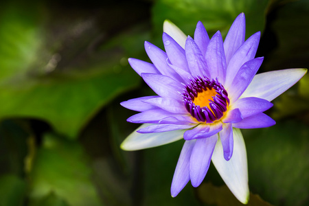 紫莲花
