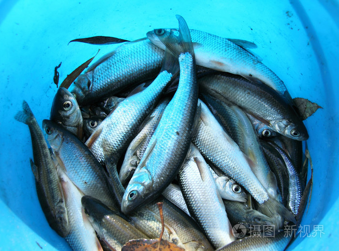 捕捞的鱼照片-正版商用图片1bet9r-摄图新视界