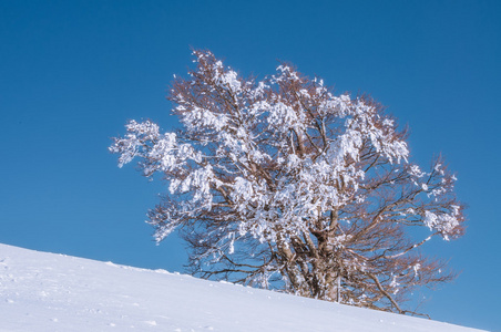 树和雪