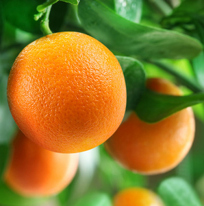 在柑桔树上的橘子