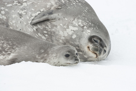 躺在南极的冰上的女性和宝贝威德尔海豹