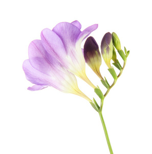 紫色小苍兰花，白色上孤立