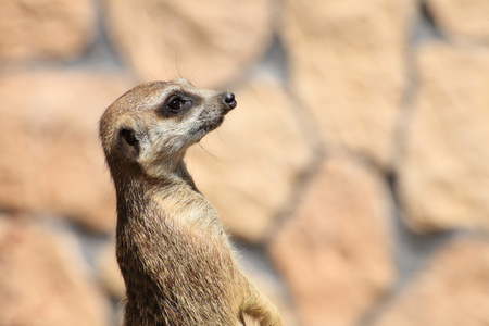 动物警报猫鼬 Suricata suricatta 站岗