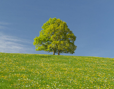 草地 天空 天气 季节 夏天 土地 自然 植物 风景 环境