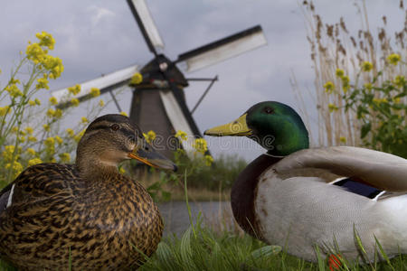 荷兰的鸭子和风车