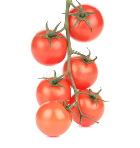 西红柿樱桃的成分