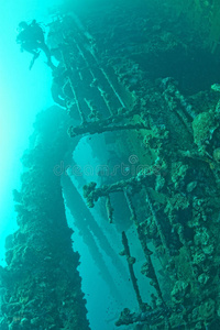 生活 居住 海洋 海绵 埃及 海鲜 动物 食物 钓鱼 美丽的