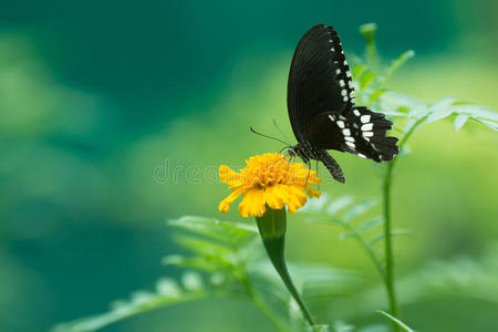 巨人 昆虫 漂亮的 自然 可爱的 底部 蝴蝶 女王 花园