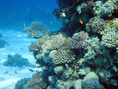 珊瑚礁和鱼类