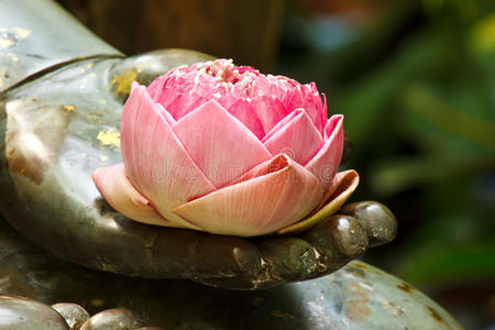 西凤莲花的图片