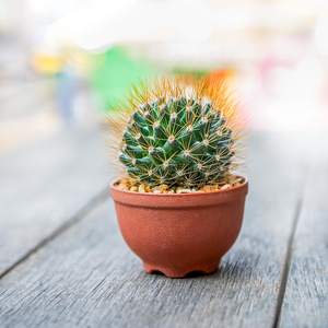 地球形状的仙人掌圆形仙人掌照片