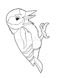 动漫鸟卡通动物-啄木鸟-着色页面照片