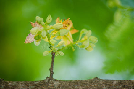 罗望子花