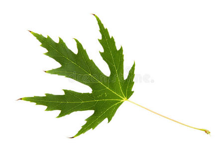 白背枫树的绿叶幼小的枫树在野外的棉花植物开花接近秋落下枫树叶子向