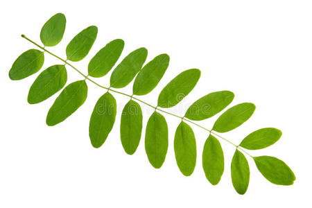 白底相思树绿叶法国花园的东巴热带植物园黄昏植物园和喷泉苏呼米阿布