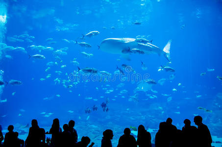 游泳水族馆图片-游泳水族馆素材-游泳水族馆插画-摄图新视界