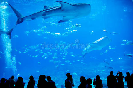 在水族馆游泳的鲸鲨