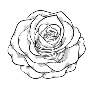 白色背景上孤立的黑白玫瑰