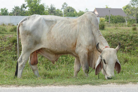 泰国牛图片