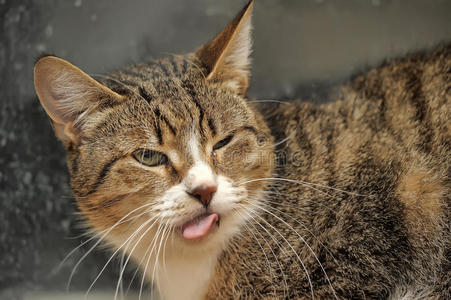 宠物修牙齿疯狂的猫照片