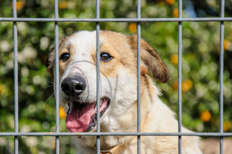 一只狗透过栅栏看的特写镜头照片
