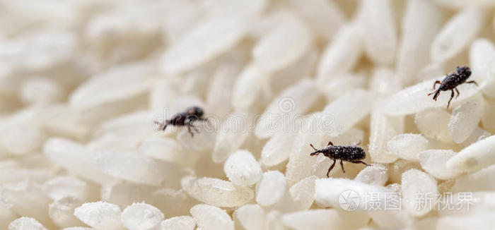 稻蝗虫幼虫叶子上的甲虫绿叶侧视图上的象甲叶子上的甲虫在绿叶上交配