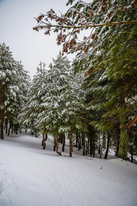 马德里山区的雪林。