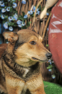 哈士奇和德国牧羊犬混在一起照片