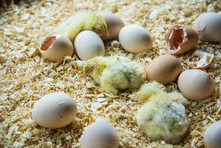 孵化小鸡15天图片图片