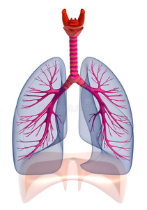 人肺和支气管，分离